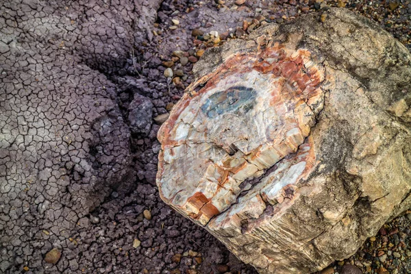 Uma Madeira Petrificada Período Atrasado Triássico Parque Petrificado Floresta Nationa — Fotografia de Stock