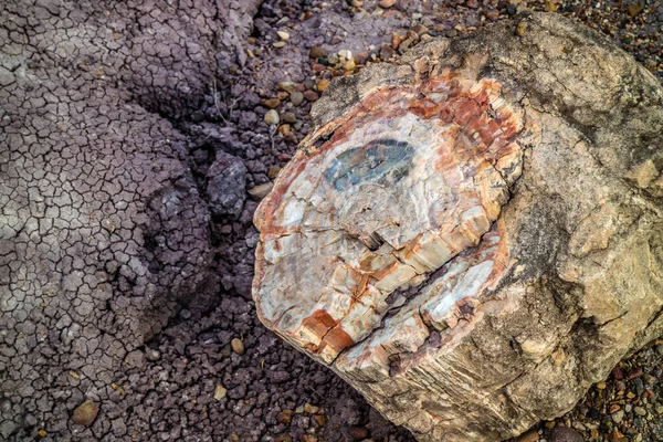 Skamieniałe Drewno Późnego Triasu Okresu Petrified Forest Nationa Park — Zdjęcie stockowe