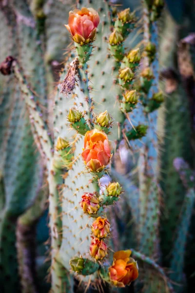 Thorny Spiny Kolce Roślin Wzdłuż Środowiska Yuma — Zdjęcie stockowe