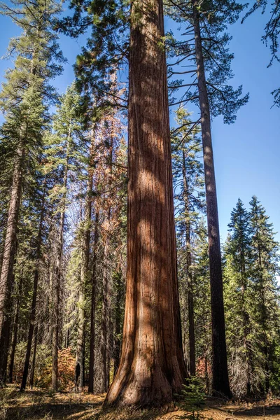 Vistas Clásicas Los Famosos Árboles Secuoyas Gigantes Parque Nacional Yosemite — Foto de Stock