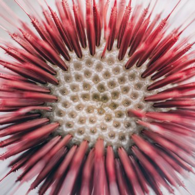 Bahar mevsiminde güzel karahindiba çiçeği