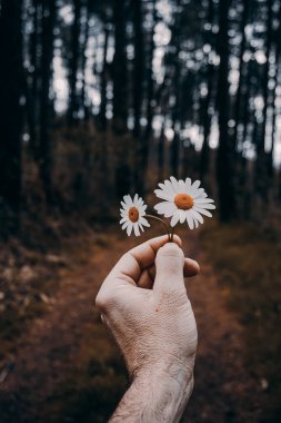 Bahar mevsiminde güzel beyaz papatyalarla