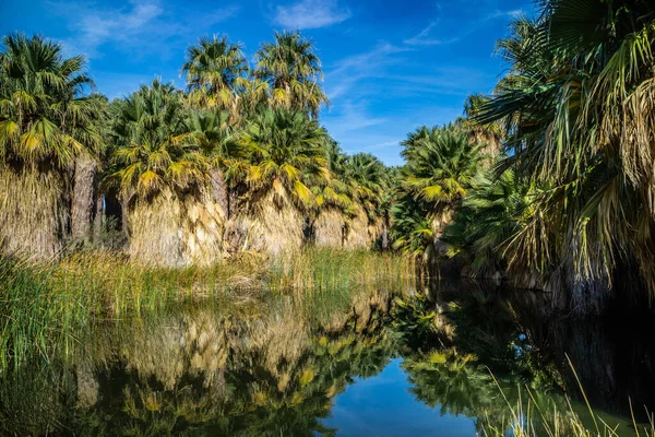 Oasis Las Mil Palmeras Coachelle Valley Preserve Palm Spring — Foto de Stock