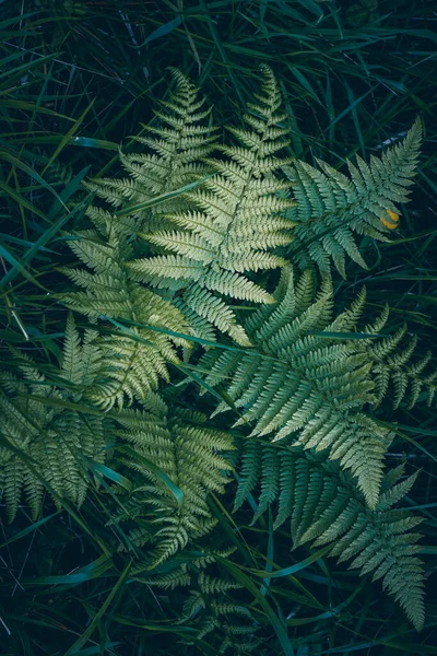 Foglie Felce Verde Natura Primavera — Foto Stock