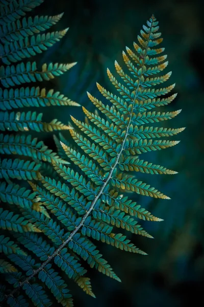 Зеленые Листья Папоротника Природе Весенний Сезон — стоковое фото