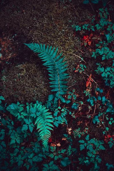 春季大自然中的绿蕨叶 — 图库照片