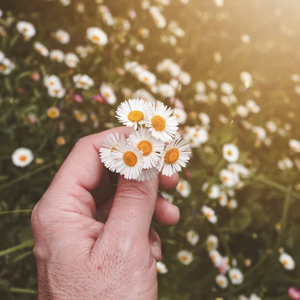 Mano Con Hermosas Margaritas Blancas Temporada Primavera — Foto de Stock