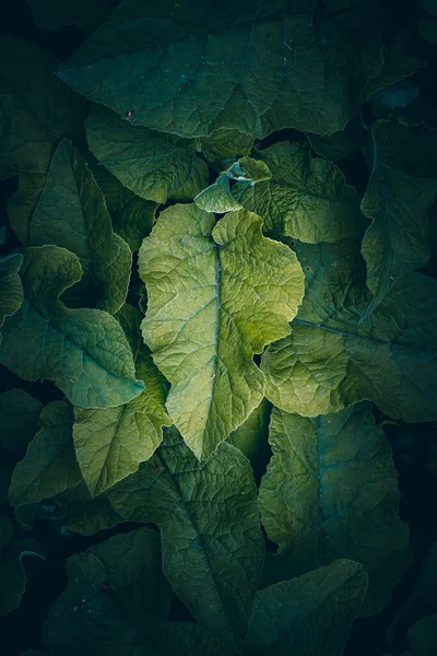 Πράσινα Φύλλα Φυτών Στη Φύση Την Άνοιξη — Φωτογραφία Αρχείου