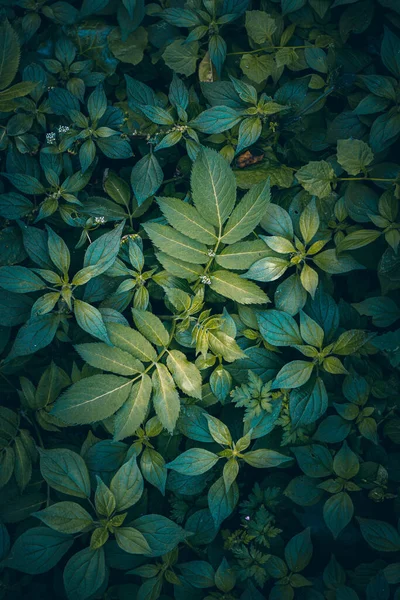 Зеленые Листья Растений Природе Весной — стоковое фото