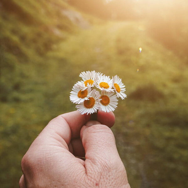 hand with beautiful white daisies in spring season