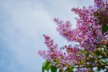 Mavi gökyüzü ile çiçek açan leylaklar negatif alan