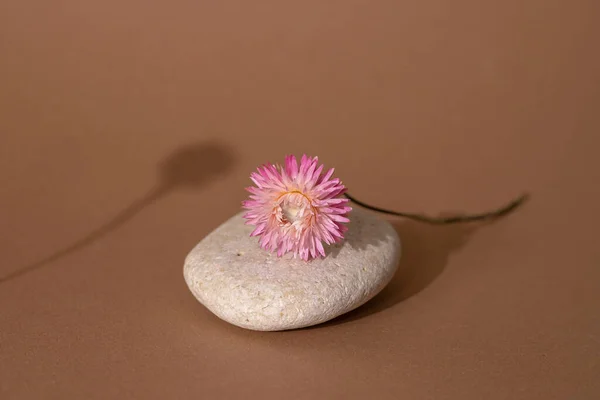 Dry pink flower and stone with dark shadow on a light brown background. Trend, minimal concept with copyspace side view