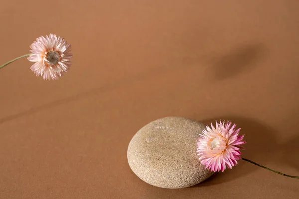 Secco Fiore Rosa Pietra Con Ombra Scura Uno Sfondo Marrone — Foto Stock