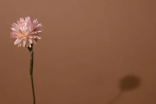 Flor Rosa Seca Con Sombra Oscura Sobre Fondo Marrón Claro —  Fotos de Stock