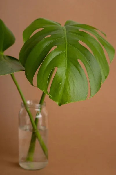 Monstera Folhas Verdes Monstera Deliciosa Fundo Marrom Fundo Verde Frondosa — Fotografia de Stock