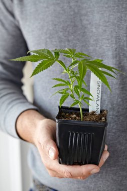 man holding cannabis clone of cannabis strain Snowland clipart