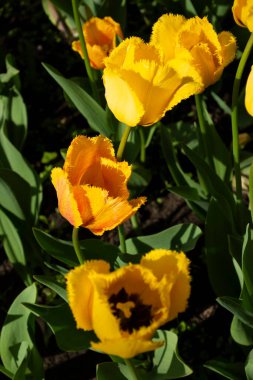 Bir tarlada sarı laleler