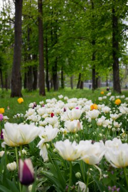 Bahçede açan renkli çiçekler