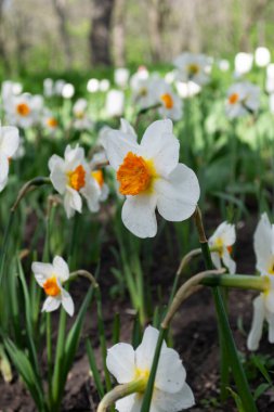 Bahçedeki beyaz nergisler