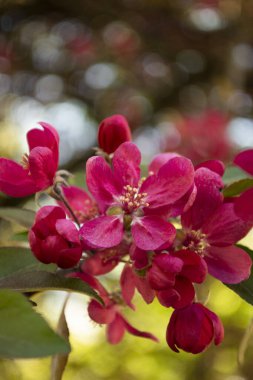 Bahçede pembe sakura çiçeği