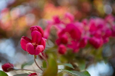 Bahçede pembe sakura çiçeği