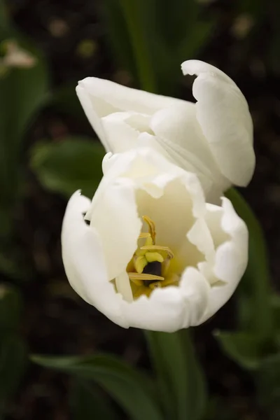 Белые Тюльпаны Зеленой Траве — стоковое фото