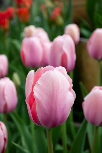 Pink Tulips Blooming Field — Stock Photo, Image