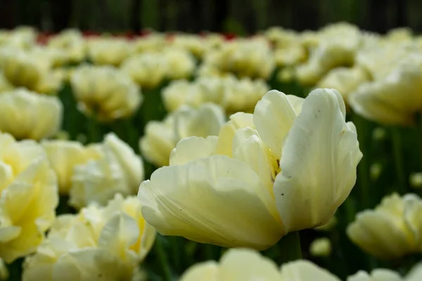 Białe Tulipany Kwitnące Polu — Zdjęcie stockowe