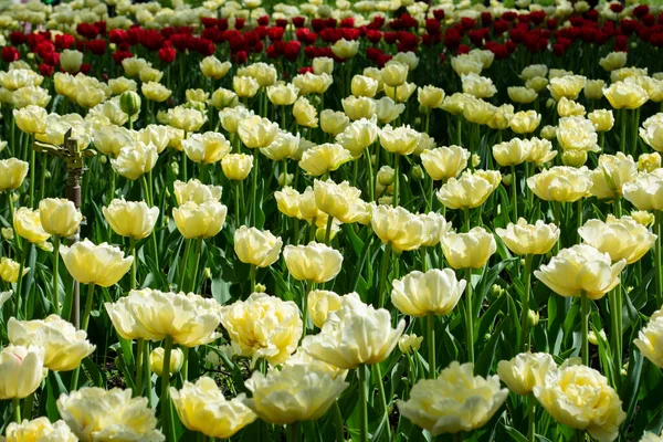 Białe Czerwone Tulipany Polu — Zdjęcie stockowe