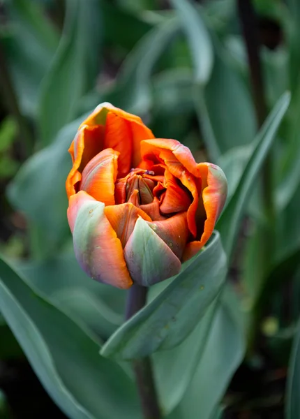Tulipano Arancione Erba Verde — Foto Stock