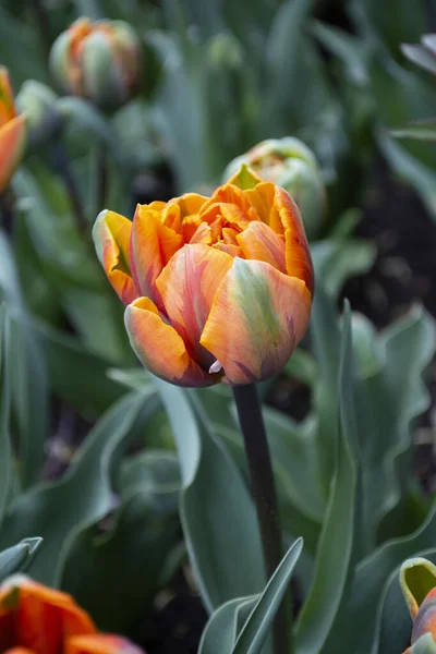 Оранжевые Тюльпаны Цветут Саду — стоковое фото