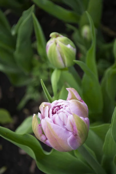 Розовые Тюльпаны Зеленой Траве — стоковое фото