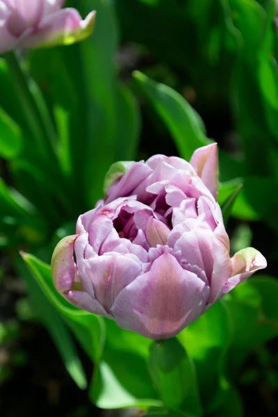 Розовые Тюльпаны Зеленой Траве — стоковое фото