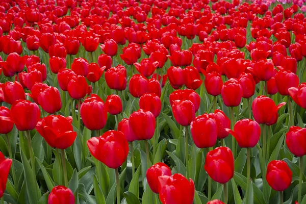 Czerwone Tulipany Kwitnące Polu — Zdjęcie stockowe