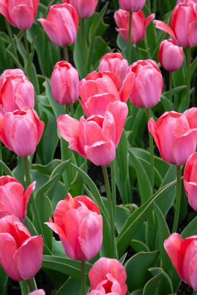 Pink Tulips Blooming Field — Stock Photo, Image