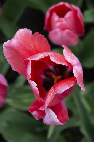 Pink Tulips Green Grass — Stock Photo, Image