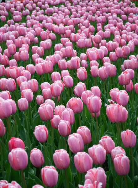 Różowe Tulipany Kwitnące Polu — Zdjęcie stockowe