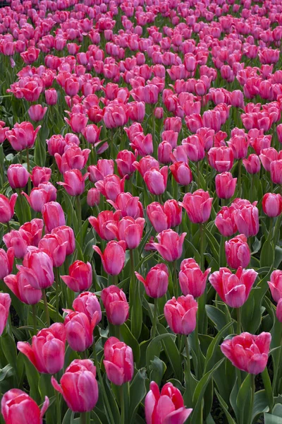 Розовые Тюльпаны Цветут Поле — стоковое фото