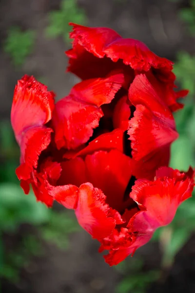 Красный Тюльпан Зеленой Траве — стоковое фото