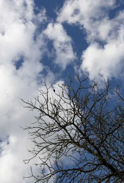 Árbol Viejo Cielo Azul — Foto de Stock