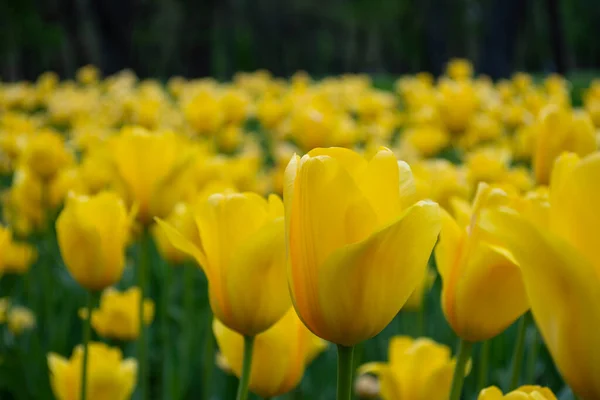 Żółte Tulipany Ogrodzie — Zdjęcie stockowe