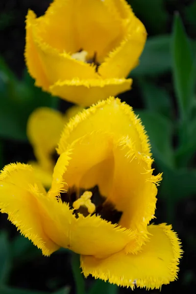 Yellow Tulip Gren Grass — Stock Photo, Image