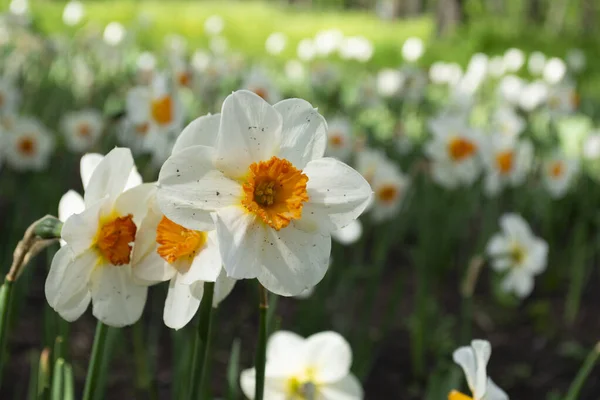 Jonquilles Blanches Sur Jardin — Photo