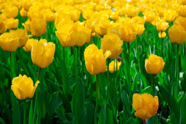 Żółte Tulipany Kwitnące Polu — Zdjęcie stockowe