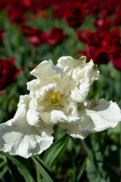 White Tulip Tulips Field — Stock Photo, Image