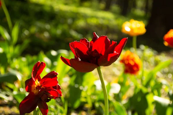 Red Tulip Garden — Stock Photo, Image