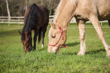 İki at güneşte yeşil çimlerde otluyor..