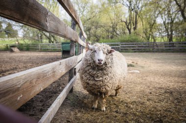 Çiftlik bahçesinde çitlerin yanında duran yünlü koyunlar.
