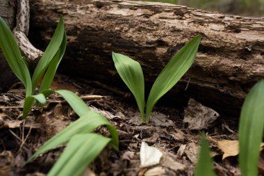 Close up of a wild ramp next to a log in a hidden forest clipart