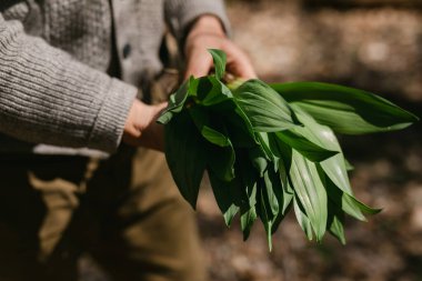 Close up of a man's hand inspecting his freshly foraged wild ramps clipart